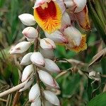 西の国から美的通信vol.18 月桃を求めて沖縄へ(1)~月桃の花編~
