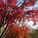北の国から美的通信＃１ 函館は、冬真っ只中です！