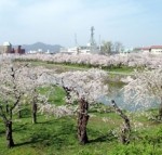 北の国から美的通信＃８ 函館のお花見