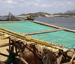 西の国から美的通信＃26 五島の旅（３）：小値賀島で学んだ“かんころ餅”作り