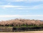 北の国から美的通信＃25 2009年、函館のお花見は…？