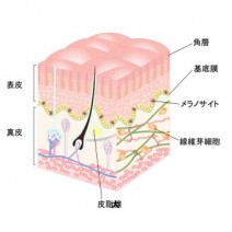 シミ・色素沈着の対処法→まずはタイプを知りましょう