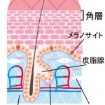 「美的.com美肌養成塾」連載開始いたします！