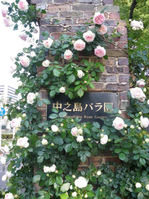 ナニワの国から美的通信vol.3　大阪とバラ