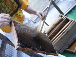 bee-sonia-002