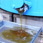 銀座でハチミツ?　美のモトを作り出すのはロイヤルハニー