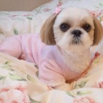 【連載】コスメと猫とワンコと美的.com 　 はじめまして。シーズーのひな、新入りです♪
