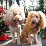 「世羅とタロ」プードル犬　写真展開催のお知らせ