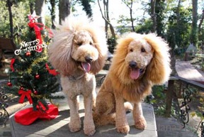 「世羅とタロ」プードル犬　写真展開催のお知らせ