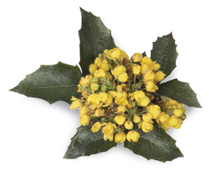 Mahonia