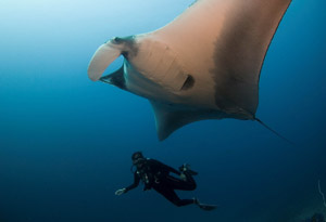 Andrea-Marshall-with-Giant-Manta-in-Myanamr