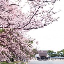 春の京都　はんなり「キレイ歩き」ガイド｜京都御苑