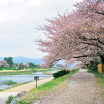 春の京都　はんなり「キレイ歩き」ガイド｜鴨川・神宮丸町～北大路