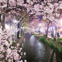 春の京都　はんなり「キレイ歩き」ガイド｜木屋町・ 高瀬川周辺