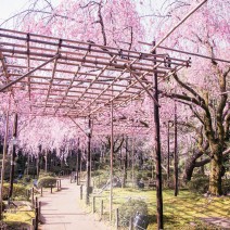 春の京都　はんなり「キレイ歩き」ガイド｜平安神宮