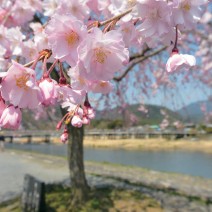 春の京都　はんなり「キレイ歩き」ガイド｜嵐山・ 渡月橋周辺