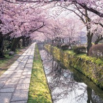 春の京都　はんなり「キレイ歩き」ガイド｜銀閣寺・哲学の道