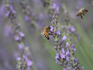 Bees_lavender-fields_7-2014