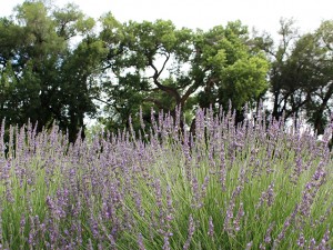 lavender-field-w-trees