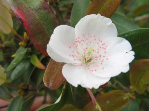 leatherwood-flower