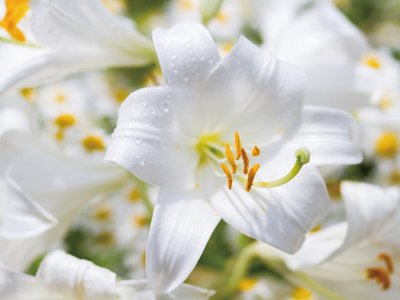 madonna_lily