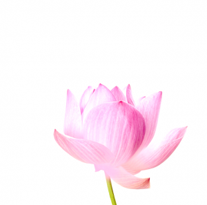 lotus_png-1