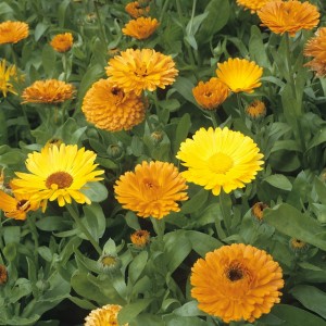 Ringelblume; Calendula Officinalis;