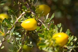 Argan tree with little yellow fruits