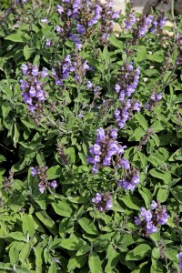 Flowering Sage, Salvia Officinalis