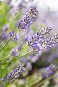 rgb-lavender-in-the-weleda-garden-in-schwabisch-gmund-scr