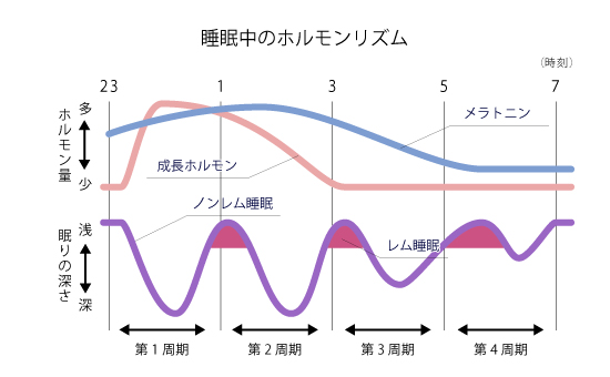 量より質が大事！睡眠ゴールデンタイムって？