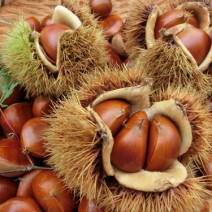 食べなきゃ絶対に大損！「栗」は秋のピカイチ美容食材だった