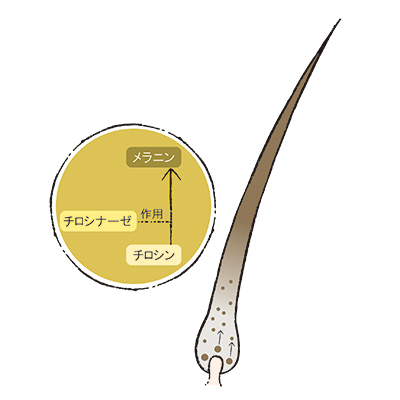 白髪の原因とケアを徹底解説 目立つ場所を知って シャンプーや食べ物を見直して対策 美的 Com