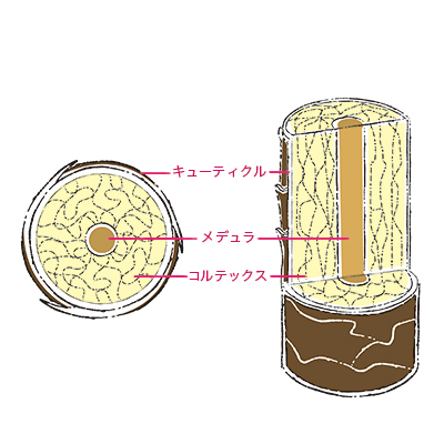 くせ毛 原因