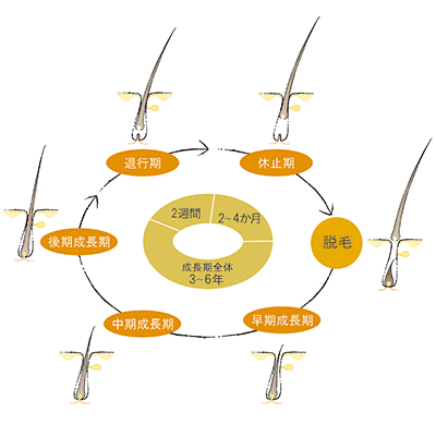 健康なヘアサイクルと乱れたヘアサイクル