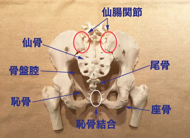 産後開ききった骨盤とぽっこりお腹はどうする？