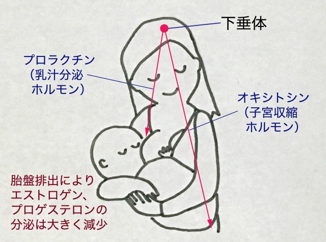 産後の生理開始はいつから？産後うつの対処法は？