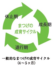 マツエクにも使えると人気急上昇！【フローフシ】まつげ美容液の基本的な使い方