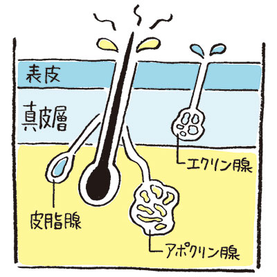 薄着の季節に気になる！わきのニオイ