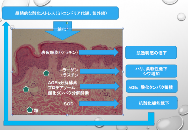 肌荒れや老化を招く肌の糖化って？