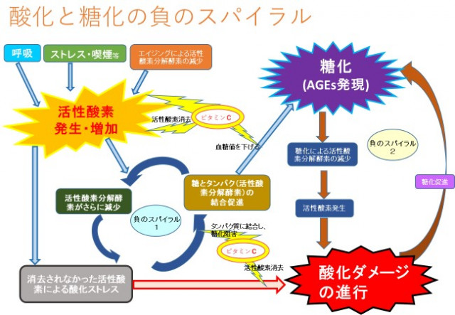 肌の酸化と酵素の関係