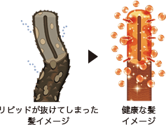 健康な髪イメージ