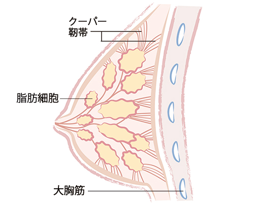 胸の断面図（イメージ）