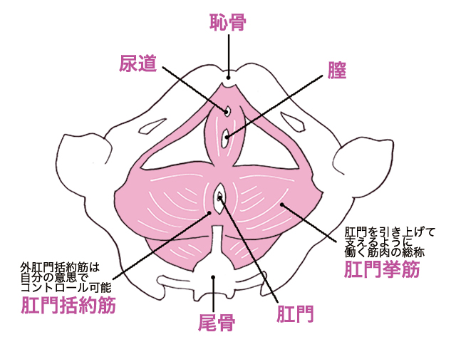 膣、肛筋をトレーニングすると骨盤底筋群が鍛えられる