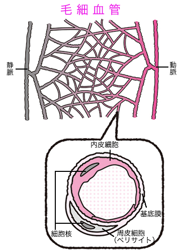 抜け毛や肩こりなど不調の悩みの原因は毛細血管だった！？