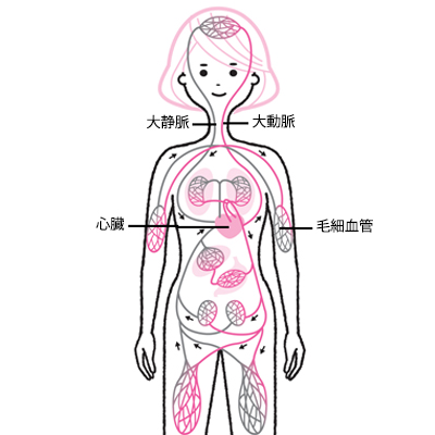 生理不順の場合、毛細血管力が下がっているかも