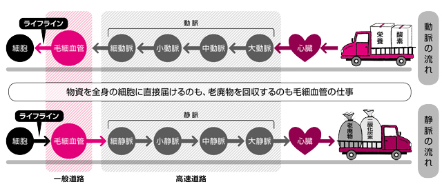 生理不順の場合、毛細血管力が下がっているかも