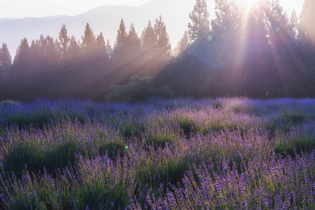 lavender