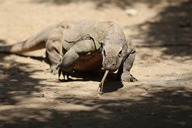 vb1222643_ayana-komodo_komodo-dragon_2-0_2018-jpg