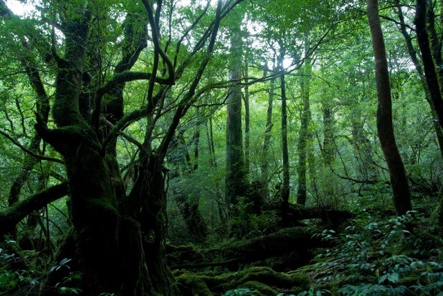 yakushima